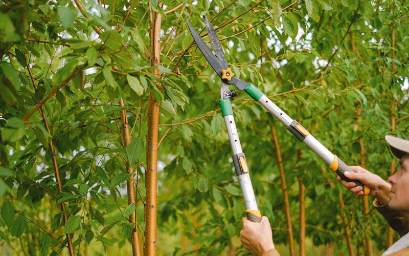 Tree trimming in Kivalina, AK